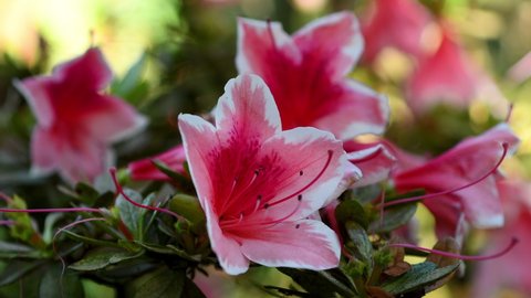 Close-up of beautiful pink Azaleas (Rhododendron) flowers in springtime. Selective focus