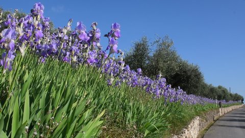 Beautiful blooming irises with olive trees swaying in the wind in the Chianti region of Tuscany with blue sky. The iris (Iris Pallida), the symbol of the city of Florence. Italy.