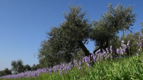 blooming irises among the olive trees swayng in the wind in the Chianti region in Tuscany. The iris (Iris Pallida), the symbol of the city of Florence. Italy.