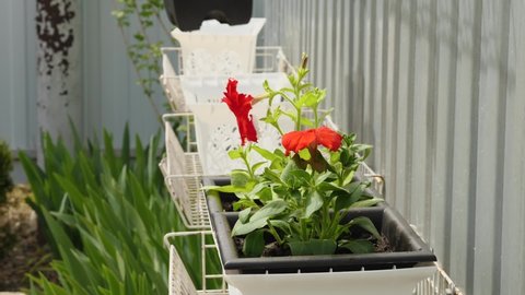 Close-up of a woman's hands placing a pot with a newly transplanted petunia flower on a hanging stand. Placing the pot in the garden on the terrace. The concept of home gardening