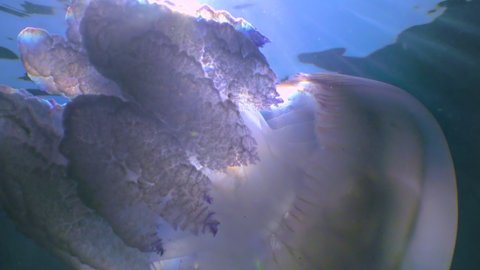 Floating in the thickness (Rhizostoma pulmo), commonly known as the barrel jellyfish, frilly-mouthed jellyfish, Black Sea 