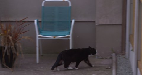 Black cat jumping over high garden fence impressive agility