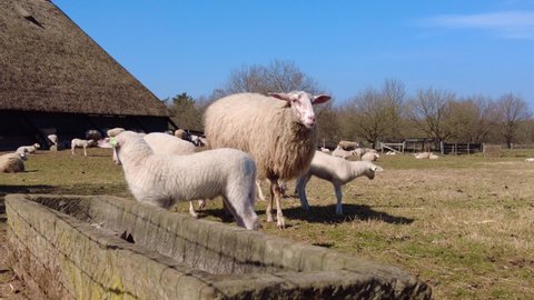 View Of Sheep Standing Around Near Trough And Grazing On Grass At Veluwe On Sunny Day With Blue Skies