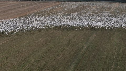 Birds Migration - Thousands Of Migratory Birds Flying In The Rural Fields At Summer. - aerial