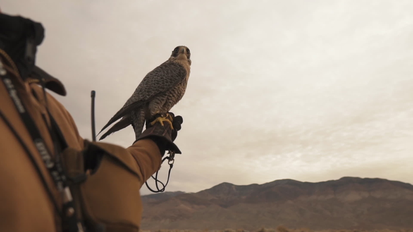 Slow Motion Falcon Flying Away From Falconer Handler Royalty-Free Stock Footage #1090378053
