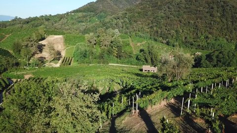 Vineyards with rural houses in Italy during a sunny summer day. Aerial drone shot of the green hills in the Valdobbiadene Prosecco UNESCO area.