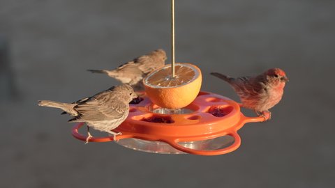House finches gather around a backyard bird feeder - slow motion bird in flight