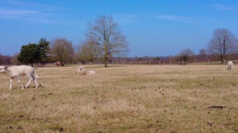 Pair Of Sheep Trying To Copulate At Veluwe On Sunny Day With Blue Skies. Slow Motion