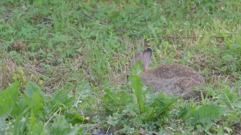 Oryctolagus cuniculus eating grass, Wild European Rabbit