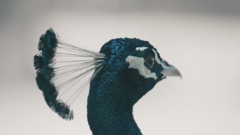 Close Up Of A Male Peafowl In Shallow Depth Of Field.