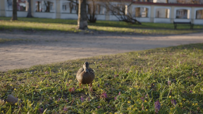 Female brown duck is looking for food in grassy are in public park. Animal scene