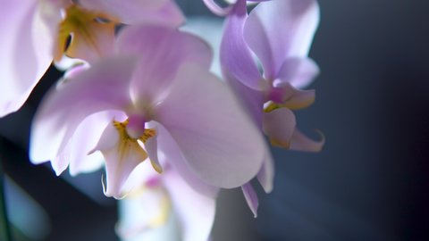 Macro Shot Of Beautiful Orchid Plant With Flowers In Bloom. tilt-up shot