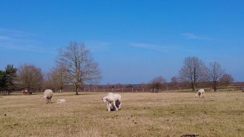 View Of Sheep Grazing Grassland At Veluwe On Sunny Day With Blue Skies.