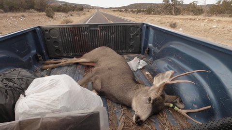 Transportation of a dead deer buck lying on the back of a pick up. Driving over a highway after the hunt