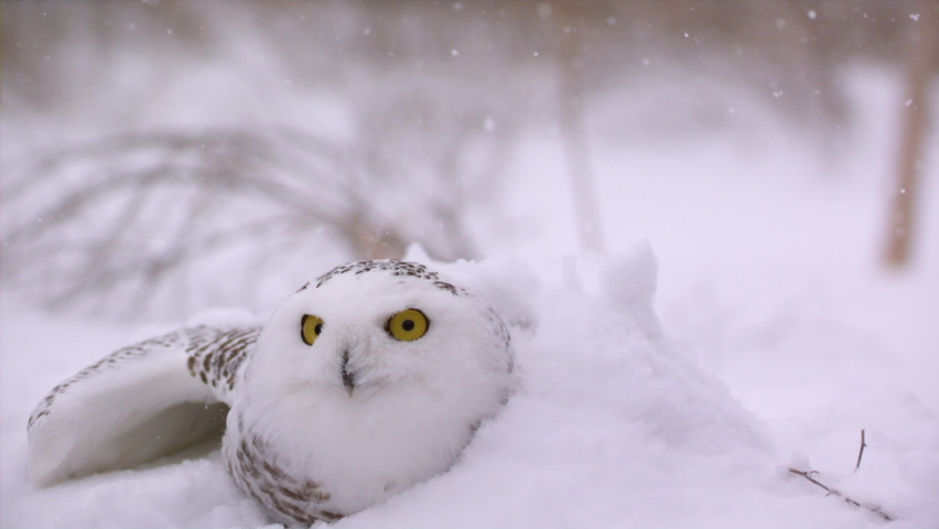 Slow motion view of a snowy owl in a winter landscape - Canadian Tundra - Hunting bird of prey