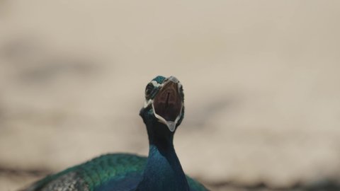 Indian Blue Peafowl (Peacock) Isolated In Blurry Background. Close Up