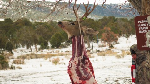 Dead flayed buck hanging from a tree. Extracting Deer Meat in a snowy wilderness of Colorado