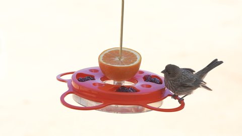 Female and male house finches perch on a fruit and jelly feeder then fly away - slow motion