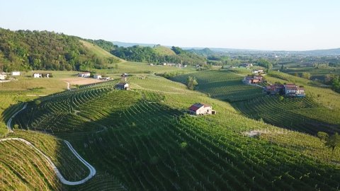 Vineyards with rural houses in Italy during a sunny summer morning. Aerial drone shot of the green hills in the Valdobbiadene prosecco area.