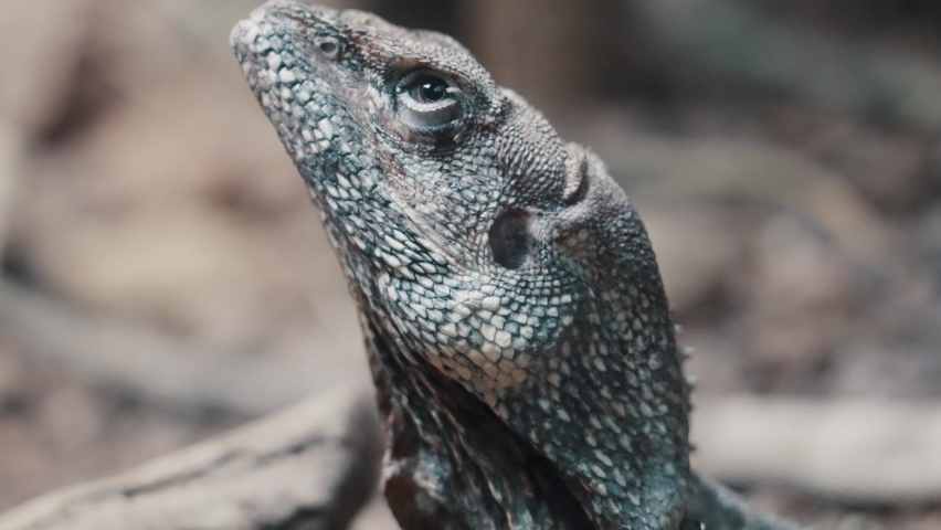 Close Up Of Frilled-neck Lizard Endemic In Dry Forest Of Northern Australia.
