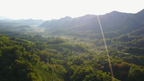 Aerial drone shot bird eye view of the green hills in the Valdobbiadene prosecco area. Vineyards on steep slopes in Italy during a sunny summer day.