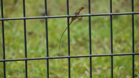 Brown Anole Lizard Hanging from fence