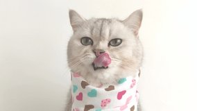 A cute white cat licks its muzzle with its tongue, sits on a white background with a bib in hearts.