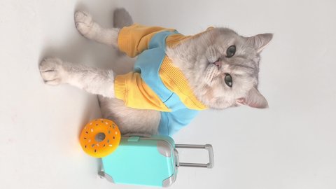 cat in a blue-yellow sweatshirt , sits with a suitcase on a white background