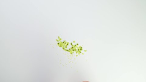 Top view child playing with slime. Children hands stretch slime and connect avocado toppings. Pour balls into slime. Cutting green slime with scissors on white table. Creative game on white background
