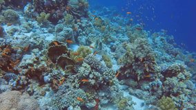4k footage of the coral reefs in the Red Sea, Egypt