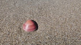 Seashell lying on the sand at the summer sea beach. High quality 4k footage