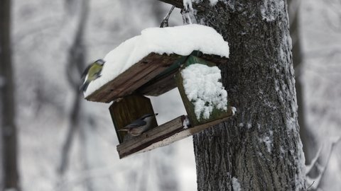 Birds Eat Food From Feeder On Winter Day In Forest. Bright Yellow Tit Parus Major On Tree Branches. There Are Many Tit  Birds In The Winter Snow Forest Feeding From The Feeder. 4k. ProRes.
