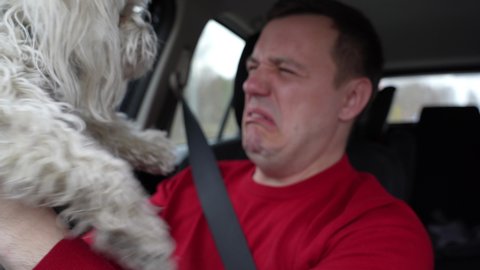 Millennial man with disgusted grimace on his face holds fluffy Chinese crested dog in front of him at arms length and looks down at pants that dog peed on when riding in car in passenger seat