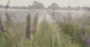 Animation of wheat over rural landscape with perspective. agriculture, nature and landscape concept digitally generated video.