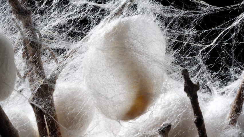 Close up of mature silkworms cocoon on twigs, 4k time lapse footage, back light studio shot,  Chinese agriculture and animal concept. Royalty-Free Stock Footage #1090387063