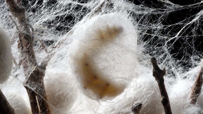 Close up of mature silkworms cocoon on twigs, 4k time lapse footage, back light studio shot,  Chinese agriculture and animal concept. | Shutterstock HD Video #1090387063
