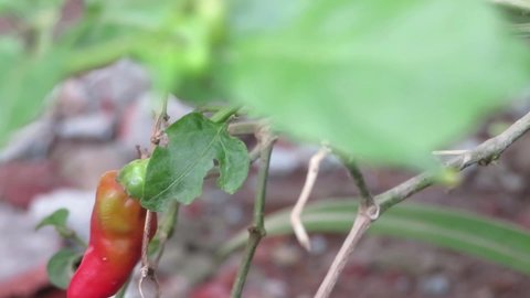 red cayenne pepper swaying on the tree with blurry background a