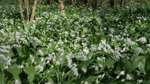 Wild Garlic - April 2022. Wild garlic growing in springtime woodland, Woods in spring, Suffolk, England, United Kingdom