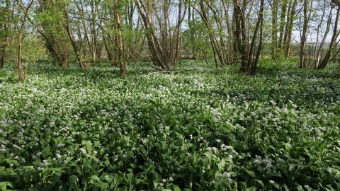 Wild Garlic - April 2022. Wild garlic growing in springtime woodland, Woods in spring, Suffolk, England, United Kingdom