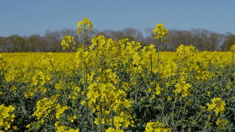 Rape Seed - April 2022. Slow motion of Rapeseed crop blowing in the wind, Saxmundham, Suffolk, England, United Kingdom