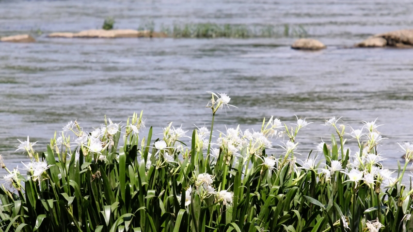 Rocky Shoal Spider Lilies blowing in mild breeze on the Catawba River in South Carolina, USA