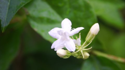 Jasmine flower blooming in the garden on the morning.This flower are a symbol of Mother's Day in Thailand.