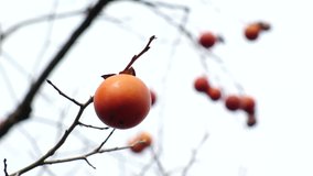KYOTO, JAPAN : View of persimmon fruits and branch. Japanese autumn leaves and winter season concept video.