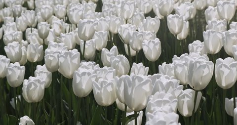 Blooming white tulips field on green stems in morning sun. White tulip farm. Netherlands, Holland Dutch. Beautiful flowers blossom. Tulip swaving in blowing spring wind. Nobody. Natural floral pattern