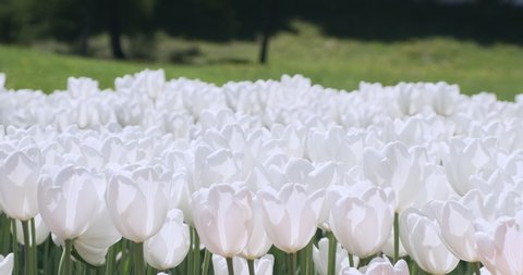 4k footage white tulips flowers sway in wind, background of green grass, in morning sun. Blooming tulips buds slowly swaying on spring outdoors. Beautiful, delicate flower backdrop. summer time