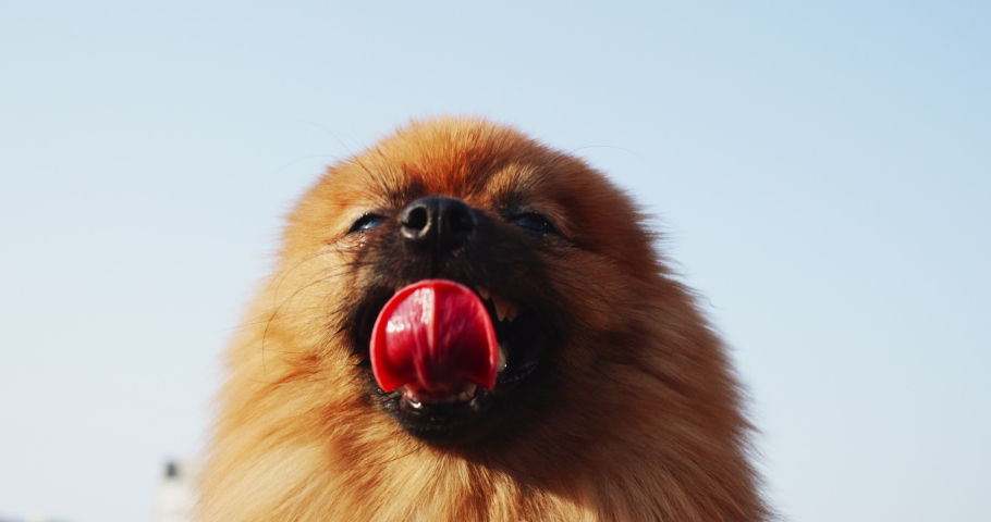 Little dog stick out tongue and looking around outdoors. Muzzle of pomeranian spitz. Close-up. Blue sky and city on background