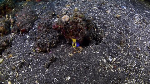 Ribbon Eel - Rhinomuraena quaesita lives in a hole. Underwater world of Tulamben, Bali, Indonesia.