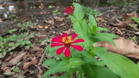 Zinnia peruviana grows wild around the environment. An annual flowering plant in the Asteraceae family