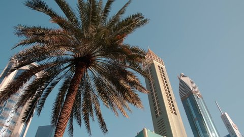 Dubai , United Arab Emirates - 05 01 2022: Tropical Palm tree in front of Dubai Sheikh Zayed Road skyscrapers