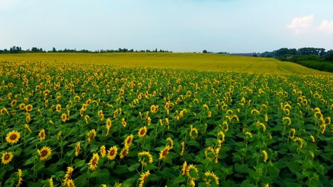 Sunflower field. Flying low over a field of sunflowers. Blooming sunflower flowers close up. Agricultural field with bright green leaves and bright yellow young sunflower flowers. Beautiful landscape